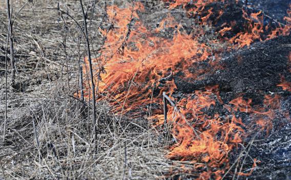 dry-grasses-fire